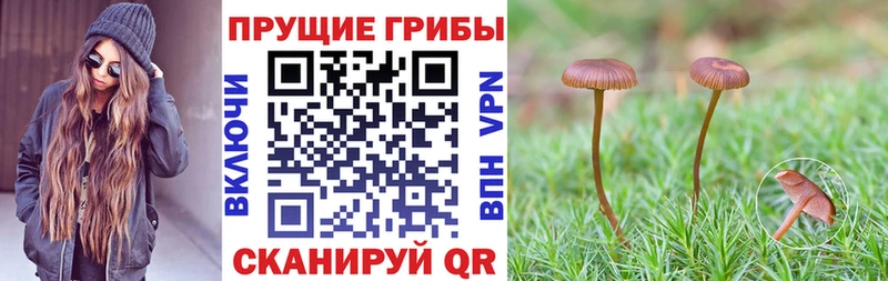 купить наркоту  маркетплейс состав  Галлюциногенные грибы MAGIC MUSHROOMS  Пионерский 